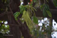 Crypteronia paniculata